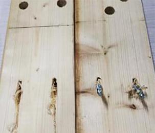 水青冈木-自攻螺钉复合榫连接节点单剪性能