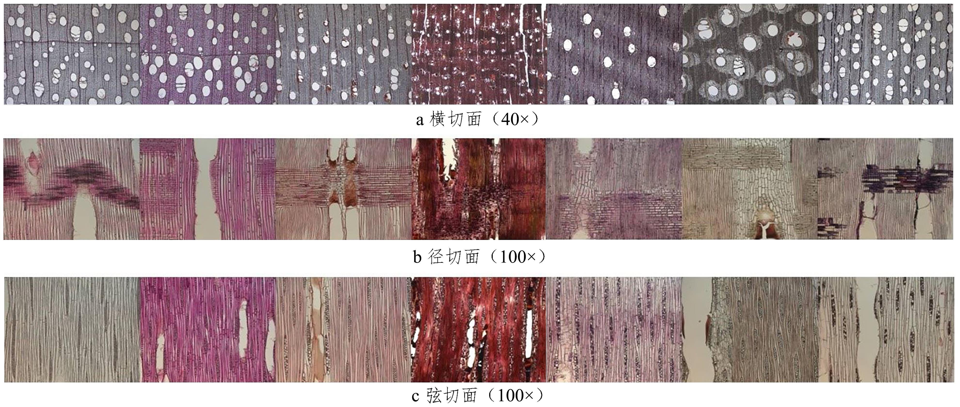 Identification and Comparison of Seven “Walnut Woods”