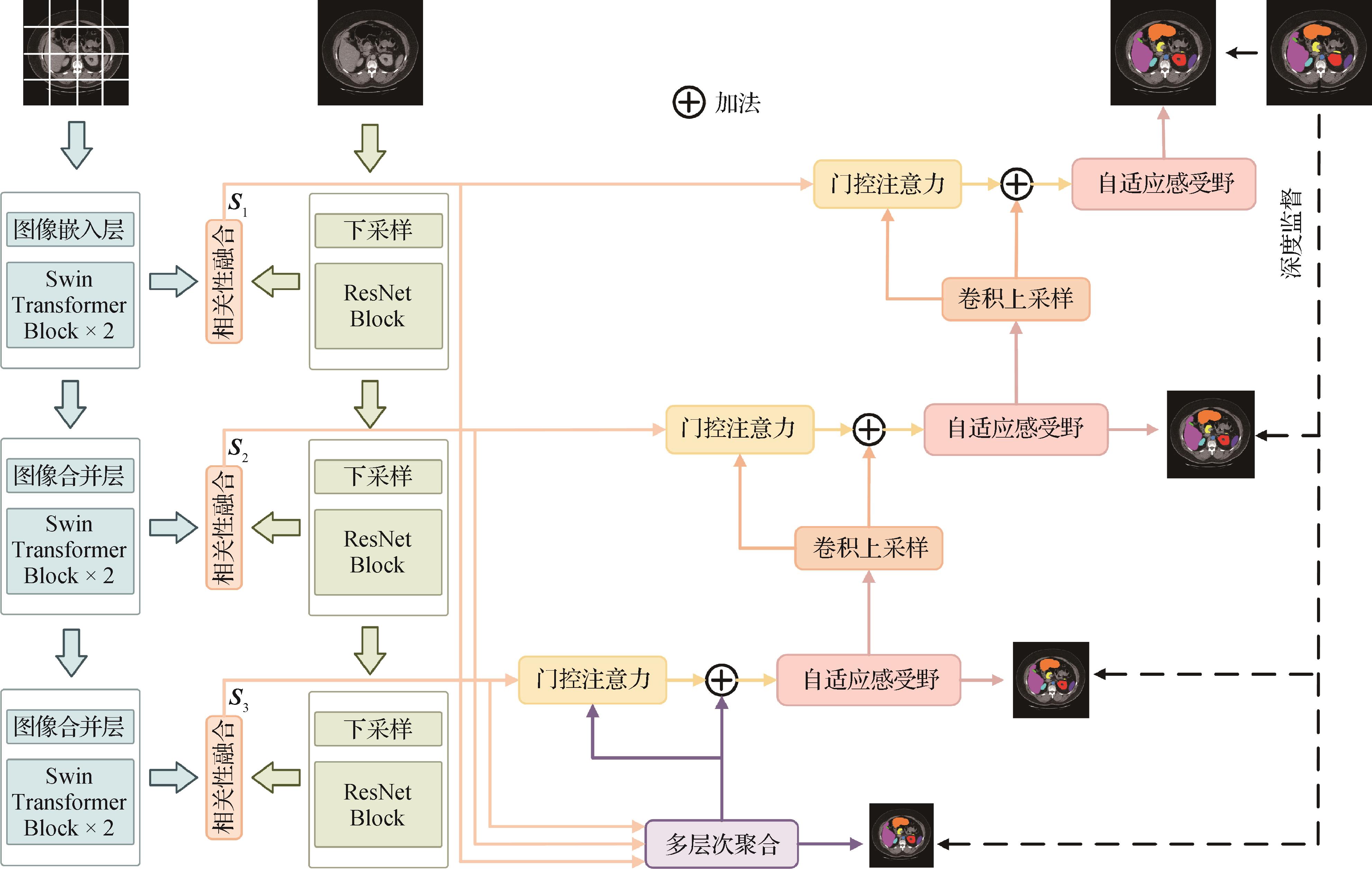 双路径编码与自适应感受野驱动的医学图像分割