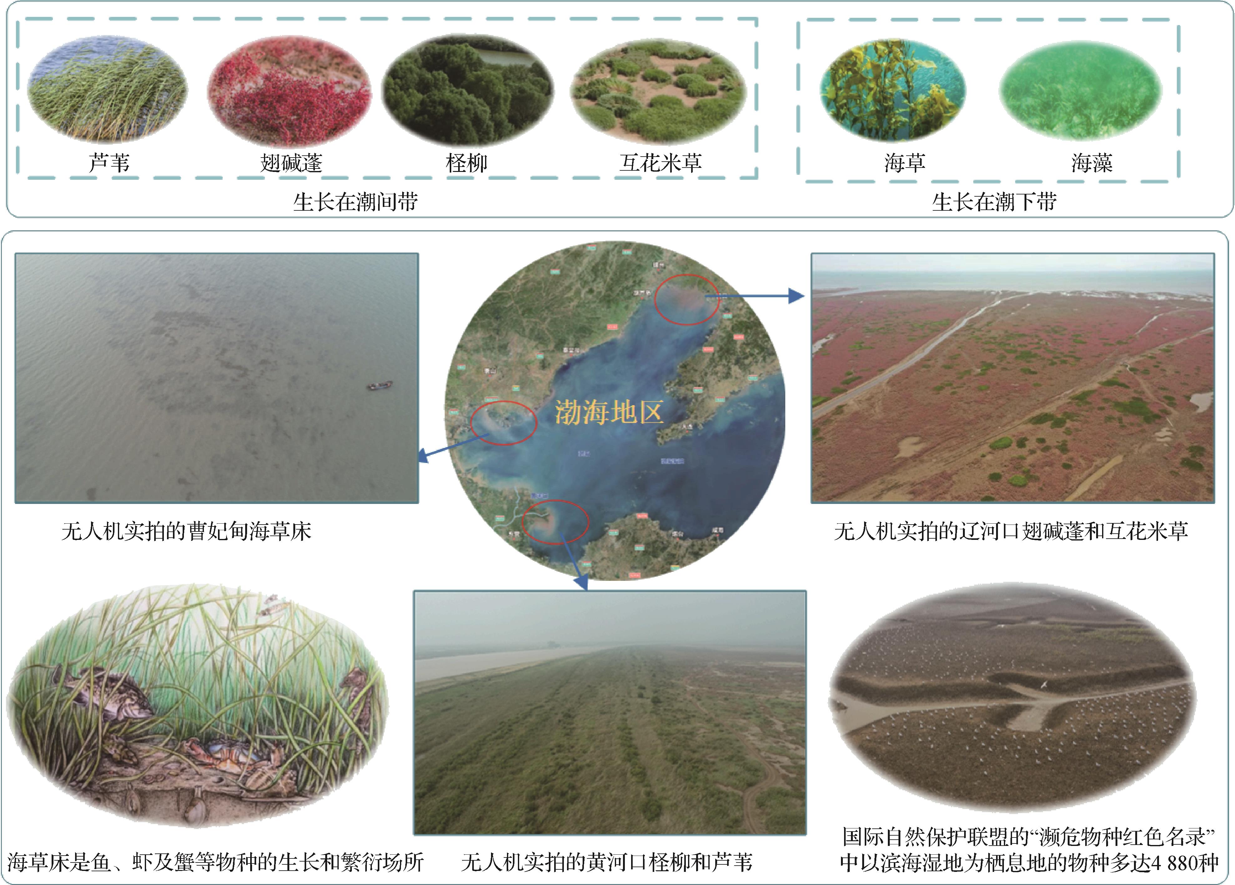 Semantic segmentation benchmark dataset for coastal ecosystem monitoring based on unmanned aerial vehicle （UAV）