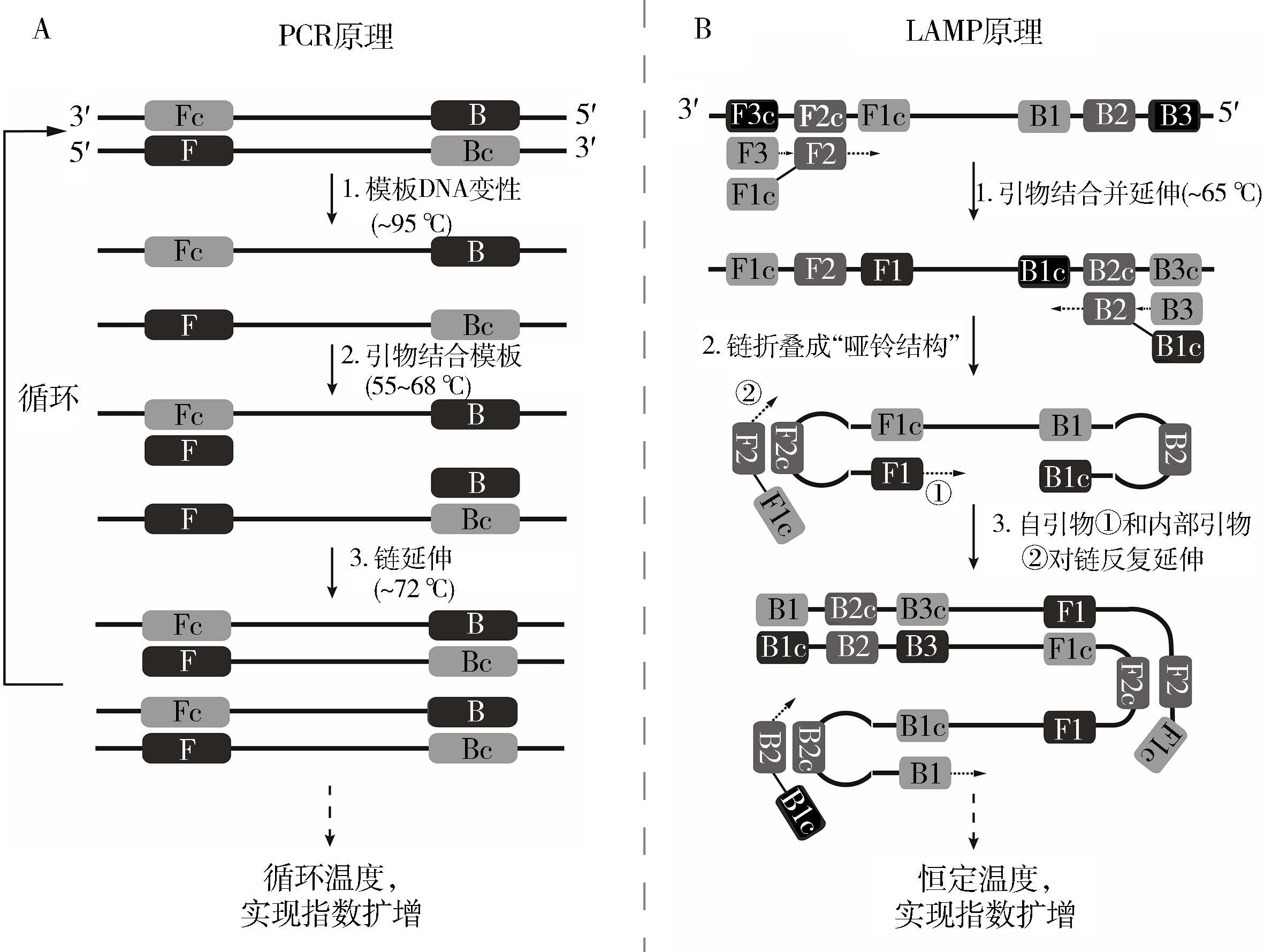 理论联系实际的综合性核酸检测实验课程设计——聚合酶链式反应及环介导等温扩增用于新冠病毒核酸检测