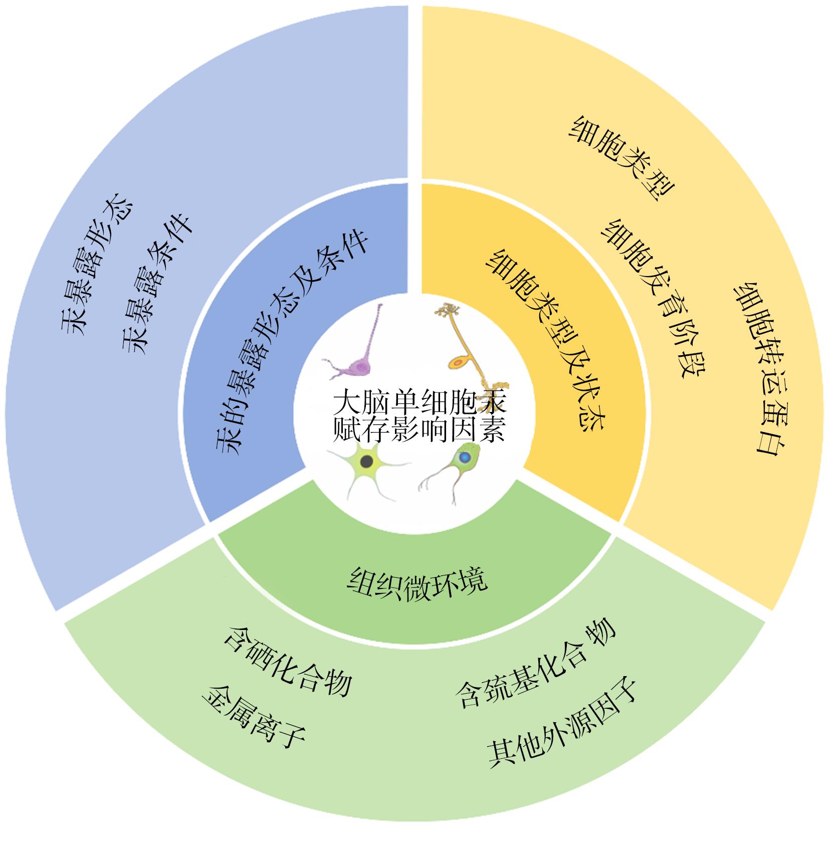 单细胞水平汞在大脑组织中的赋存规律研究进展