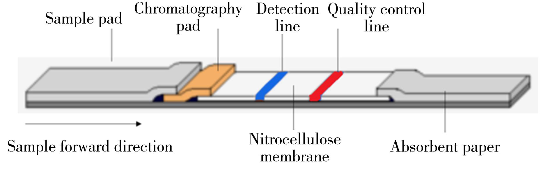 滚环扩增结合乳胶微球标记层析试纸条法检测迟缓爱德华氏菌